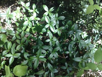 Ricopre il sottobosco